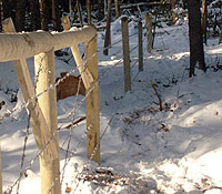 Forestry fencing